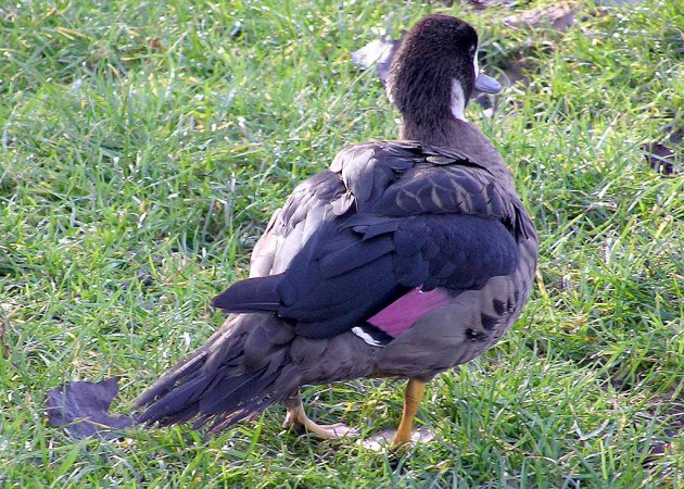 Photo (2): Spectacled Duck