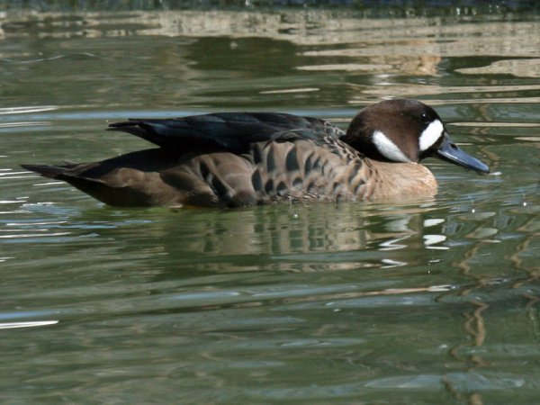 Photo (3): Spectacled Duck