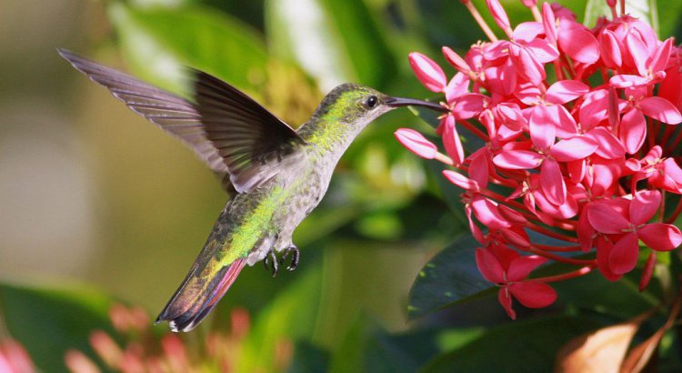 Photo (2): Antillean Mango