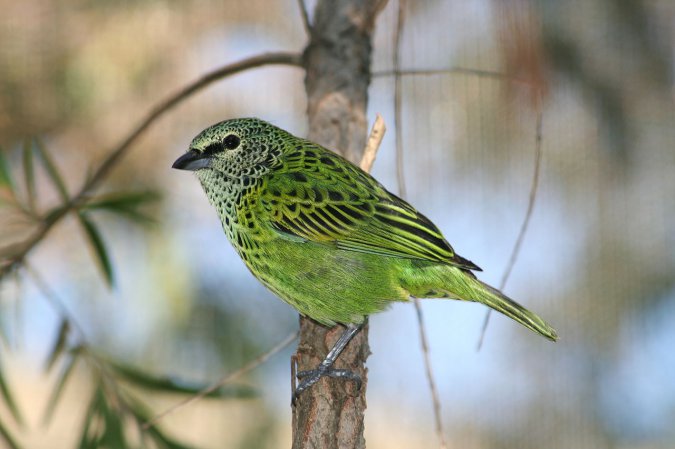 Photo (2): Spotted Tanager