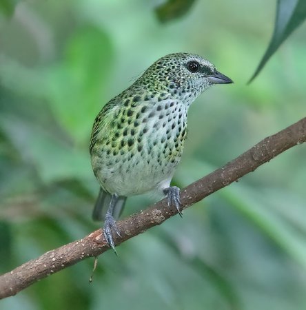 Photo (3): Spotted Tanager