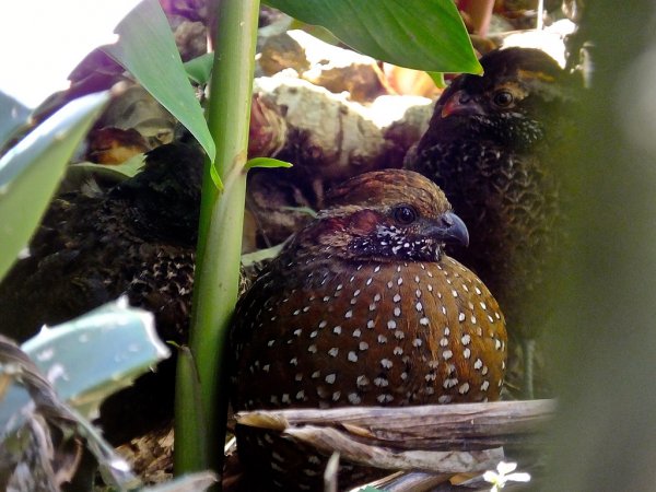 Photo (2): Spotted Wood-Quail