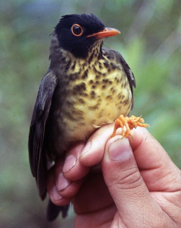 Photo (1): Spotted Nightingale-Thrush