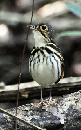 Photo (2): Streak-chested Antpitta
