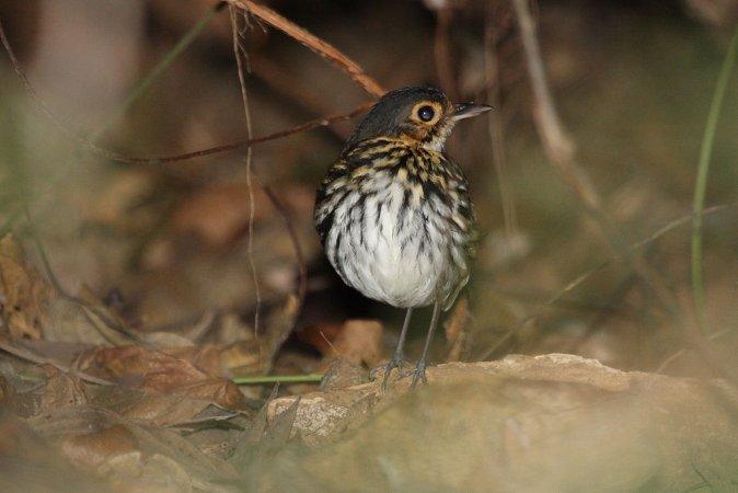 Photo (3): Streak-chested Antpitta