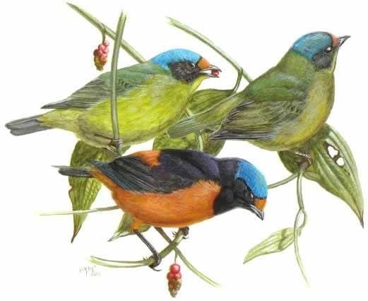 Photo (2): Antillean Euphonia