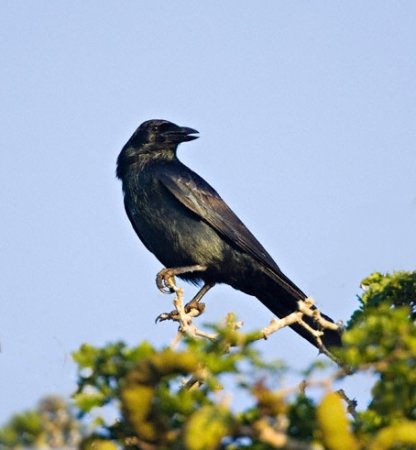 Photo (2): Tamaulipas Crow