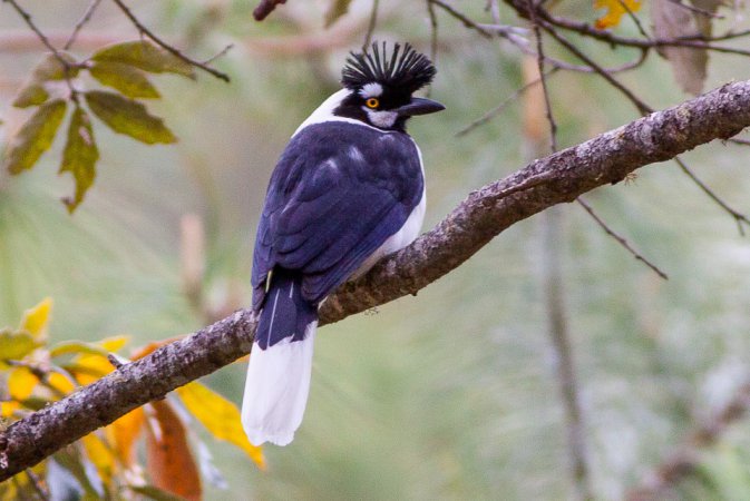 Photo (2): Tufted Jay