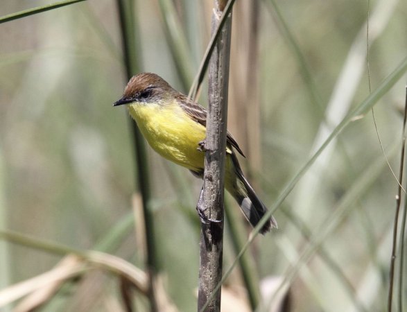 Photo (2): Warbling Doradito