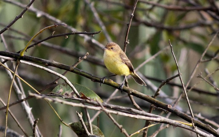 Photo (3): Warbling Doradito