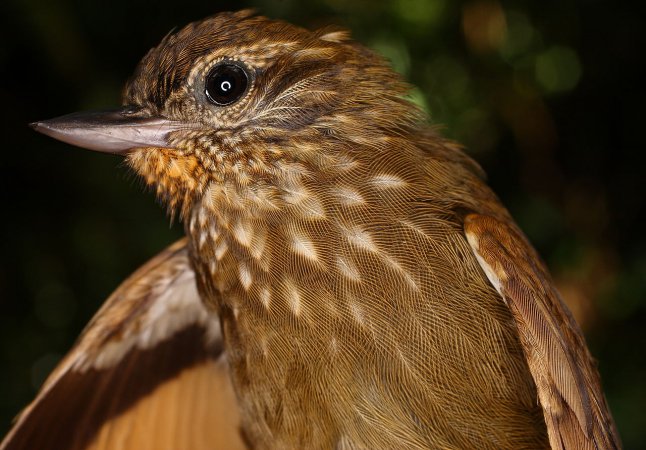 Photo (2): Wedge-billed Woodcreeper