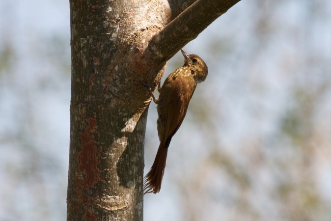 Photo (3): Wedge-billed Woodcreeper