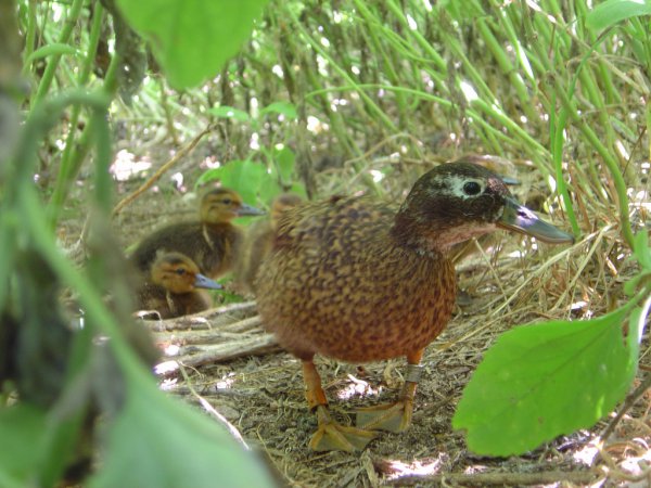 Photo (2): Laysan Duck