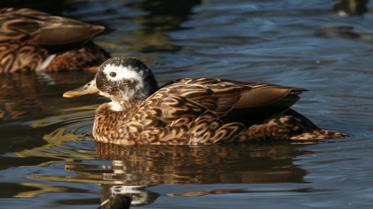 Photo (3): Laysan Duck