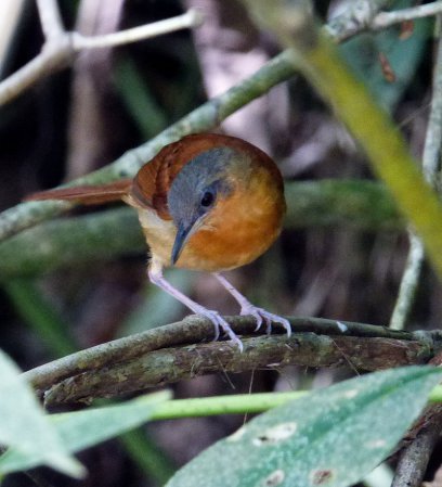 Photo (3): White-bellied Antbird