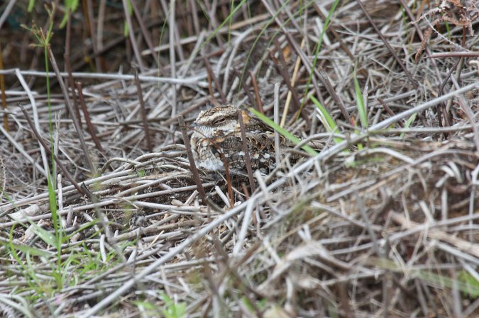 Photo (2): White-tailed Nightjar