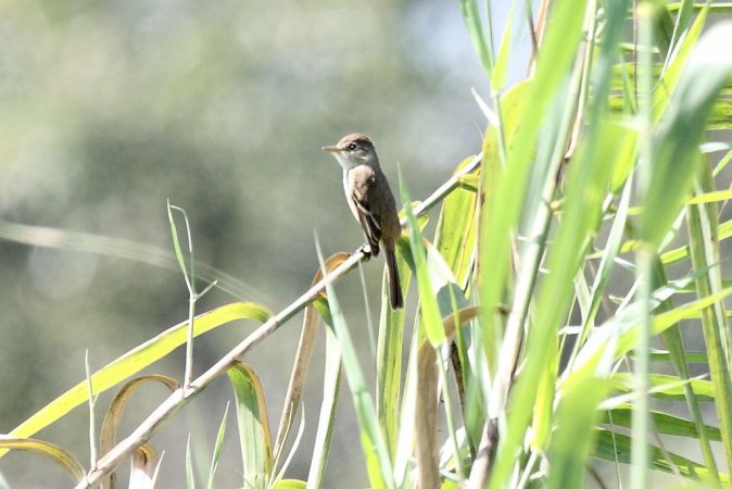 Photo (2): White-throated Flycatcher