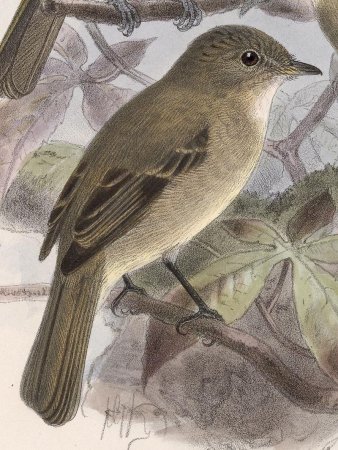 Photo (3): White-throated Flycatcher