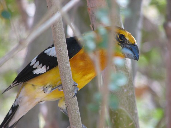 Photo (3): Yellow Grosbeak