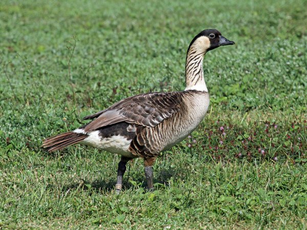 Photo (2): Hawaiian Goose