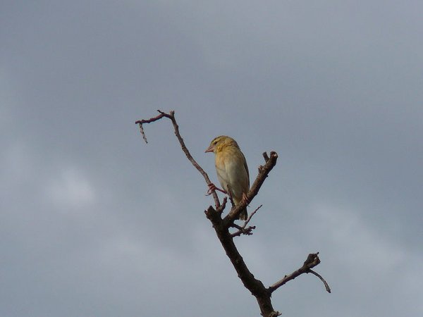 Photo (3): Orange Bishop
