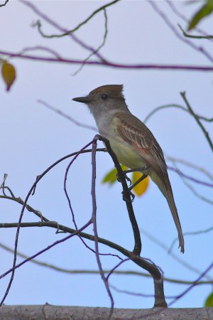 Photo (2): Yucatan Flycatcher