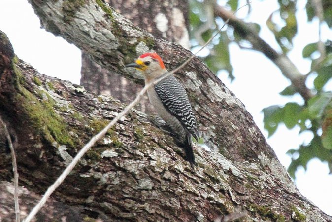 Photo (2): Yucatan Woodpecker
