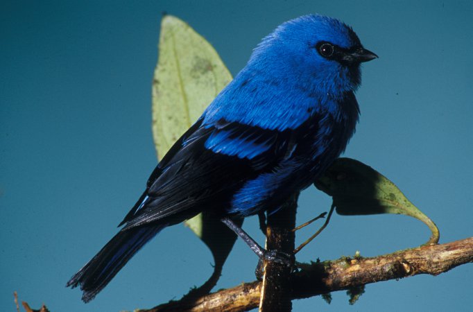 Photo (1): Blue-and-black Tanager