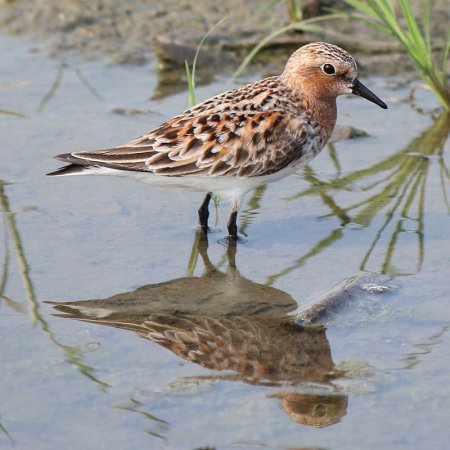 Photo (1): Red-necked Stint