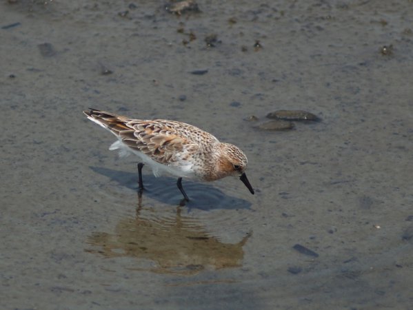 Photo (3): Red-necked Stint