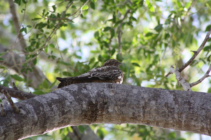 Photo (3): Antillean Nighthawk