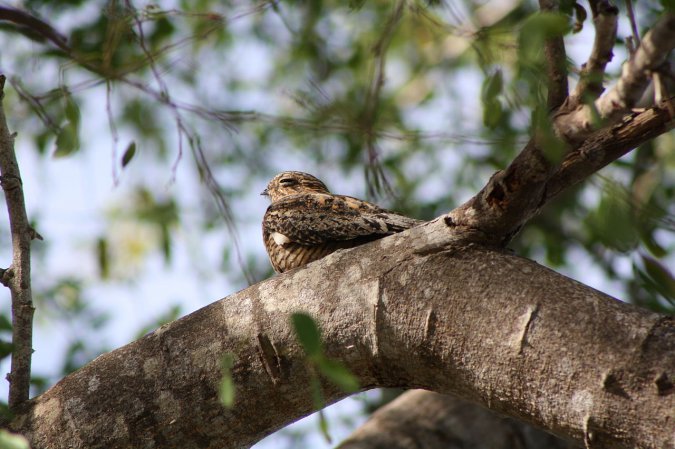 Photo (4): Antillean Nighthawk