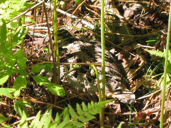 Photo (12): American Woodcock