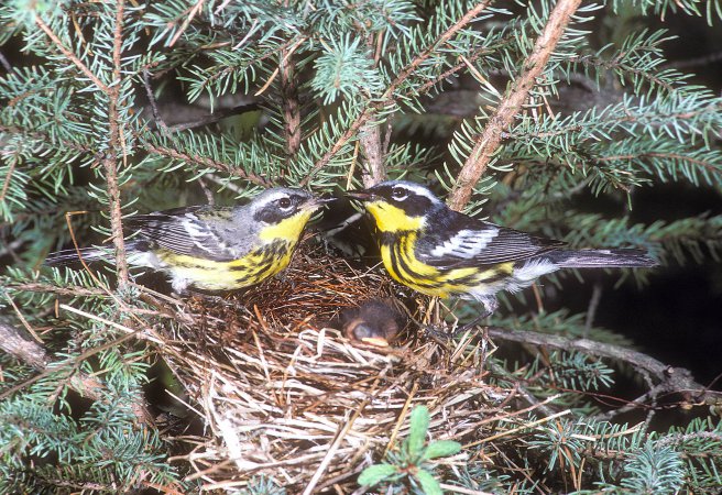 Photo (26): Magnolia Warbler