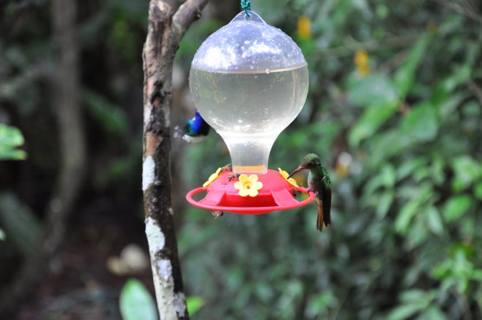 Photo (17): Rufous-tailed Hummingbird