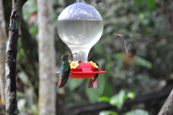 Photo (18): Rufous-tailed Hummingbird