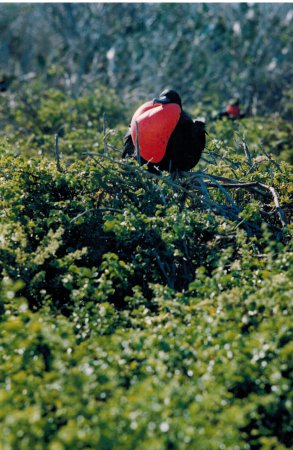 Photo (7): Magnificent Frigatebird