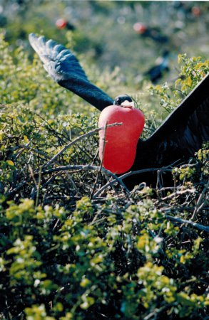 Photo (5): Magnificent Frigatebird
