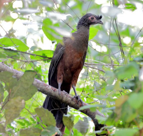 Photo (2): Rufous-bellied Chachalaca
