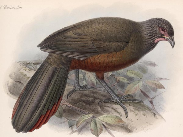 Photo (3): Rufous-bellied Chachalaca