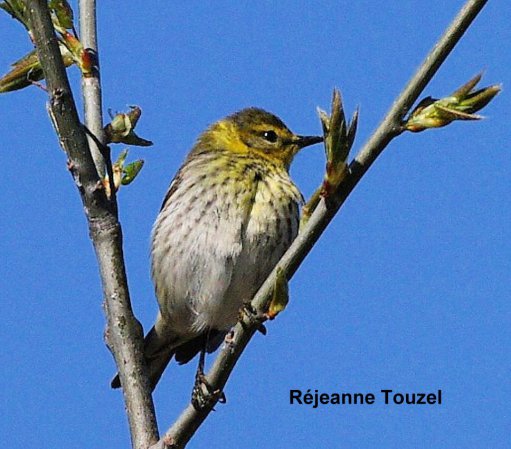 Photo (3): Cape May Warbler