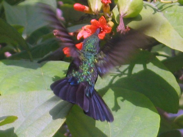 Photo (1): Green Mango