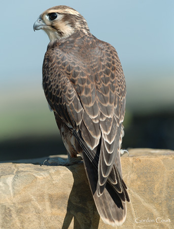 Photo (1): Prairie Falcon