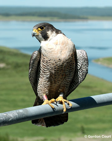 Photo (2): Peregrine Falcon