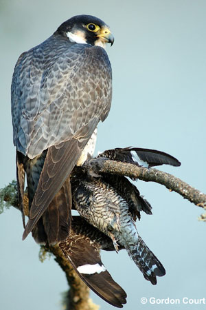 Photo (1): Peregrine Falcon