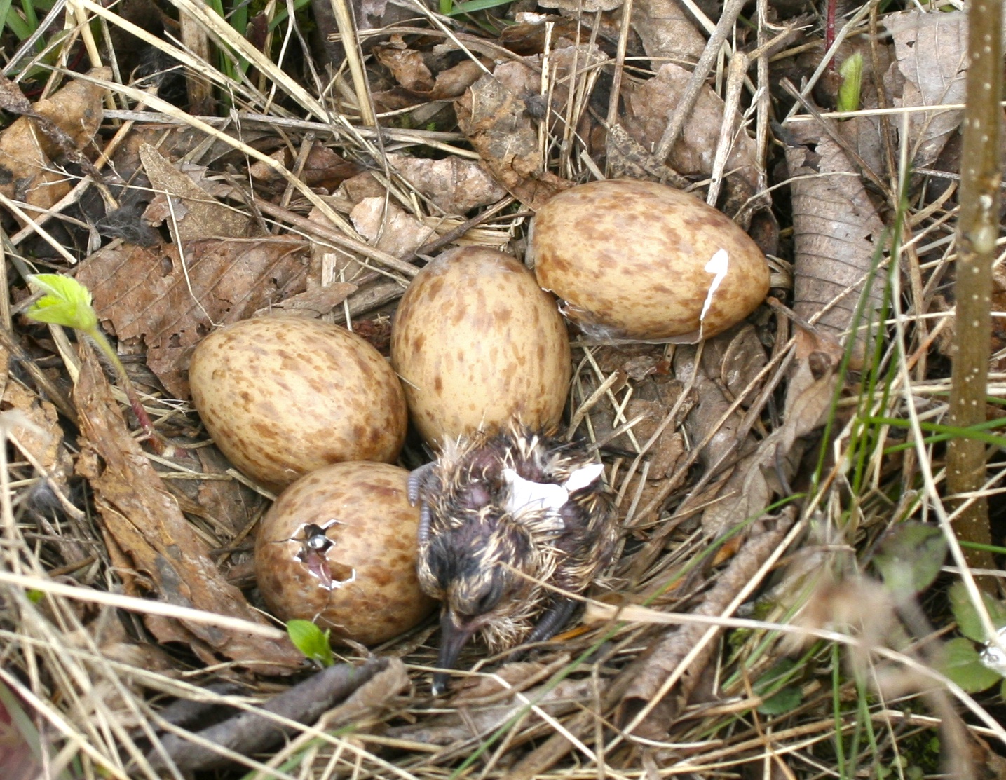 Photo (9): American Woodcock