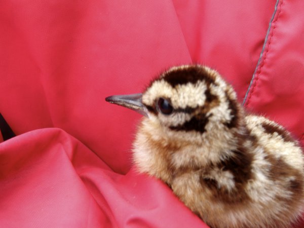 Photo (8): American Woodcock