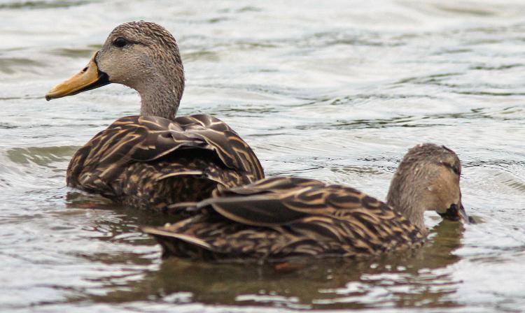 Photo (4): Mottled Duck