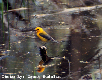 Photo (24): Prothonotary Warbler