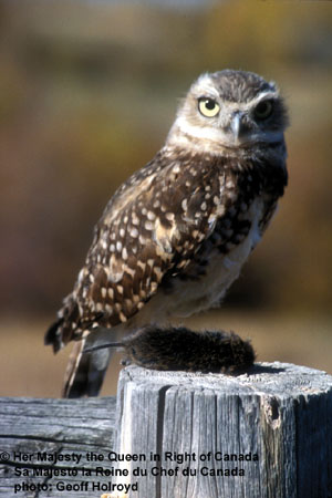 Photo (15): Burrowing Owl